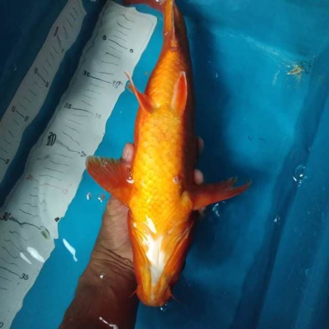 Benigoi female pool merah