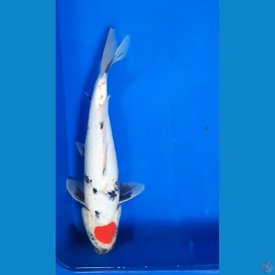 Tc Showa male 37cm