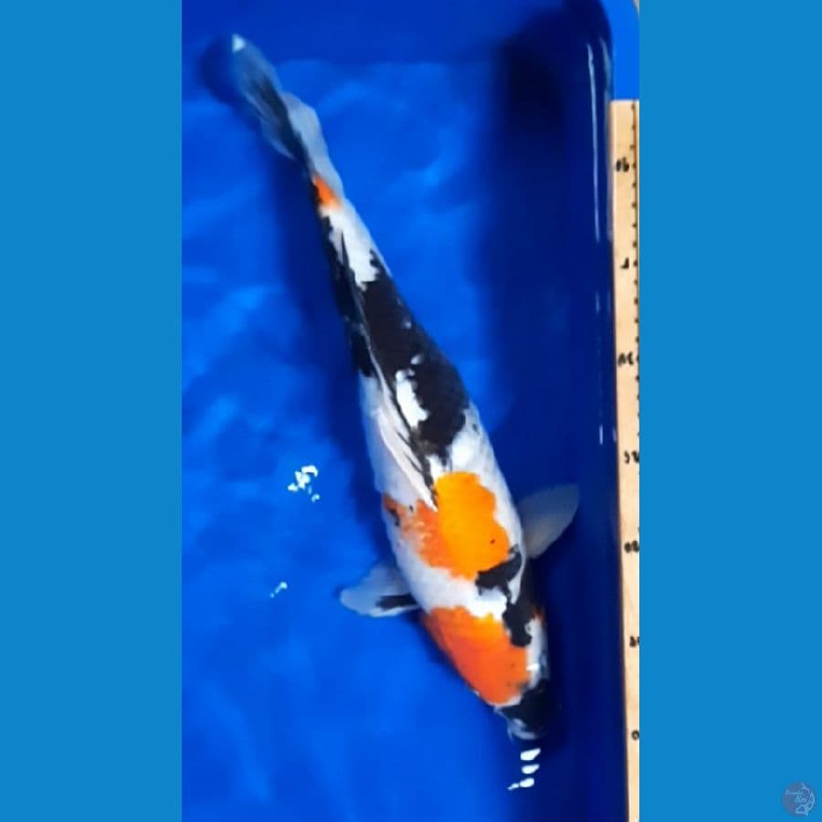 Showa2 40cm