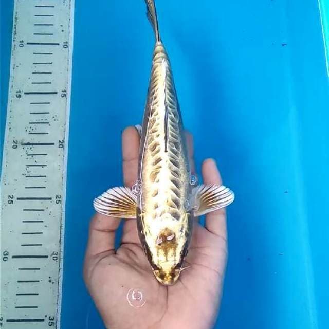 Gold 1