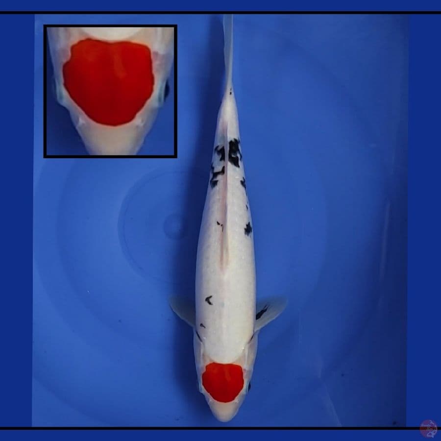 Gerdoen 35cm