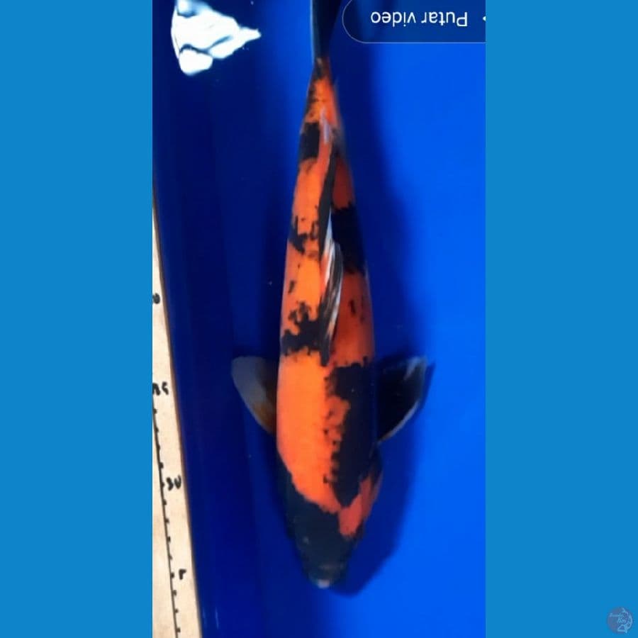 Hi utsuri 39cm