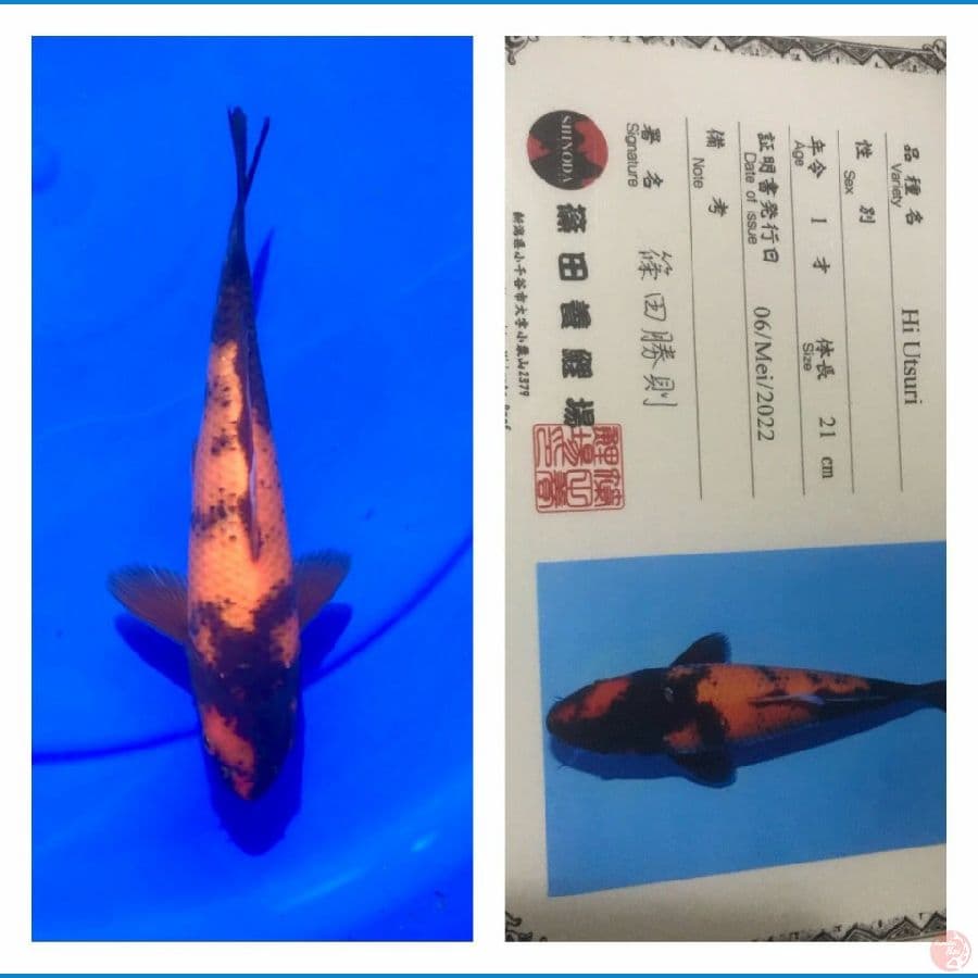 Hi Utsuri Shinoda Farm 21cm
