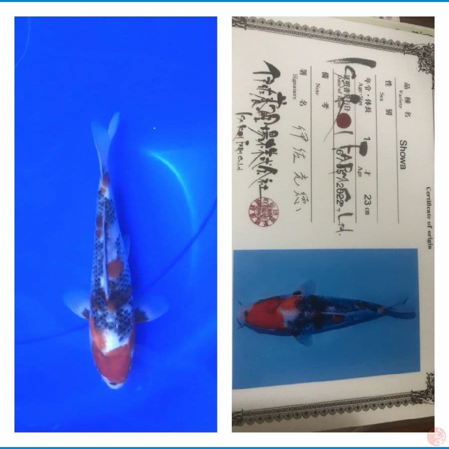 Showa Isa Farm 23cm