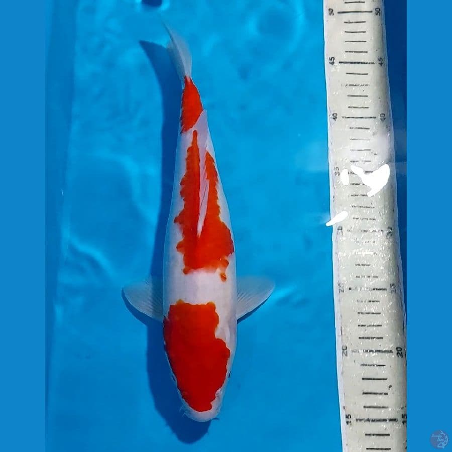KOHAKU 33 CM