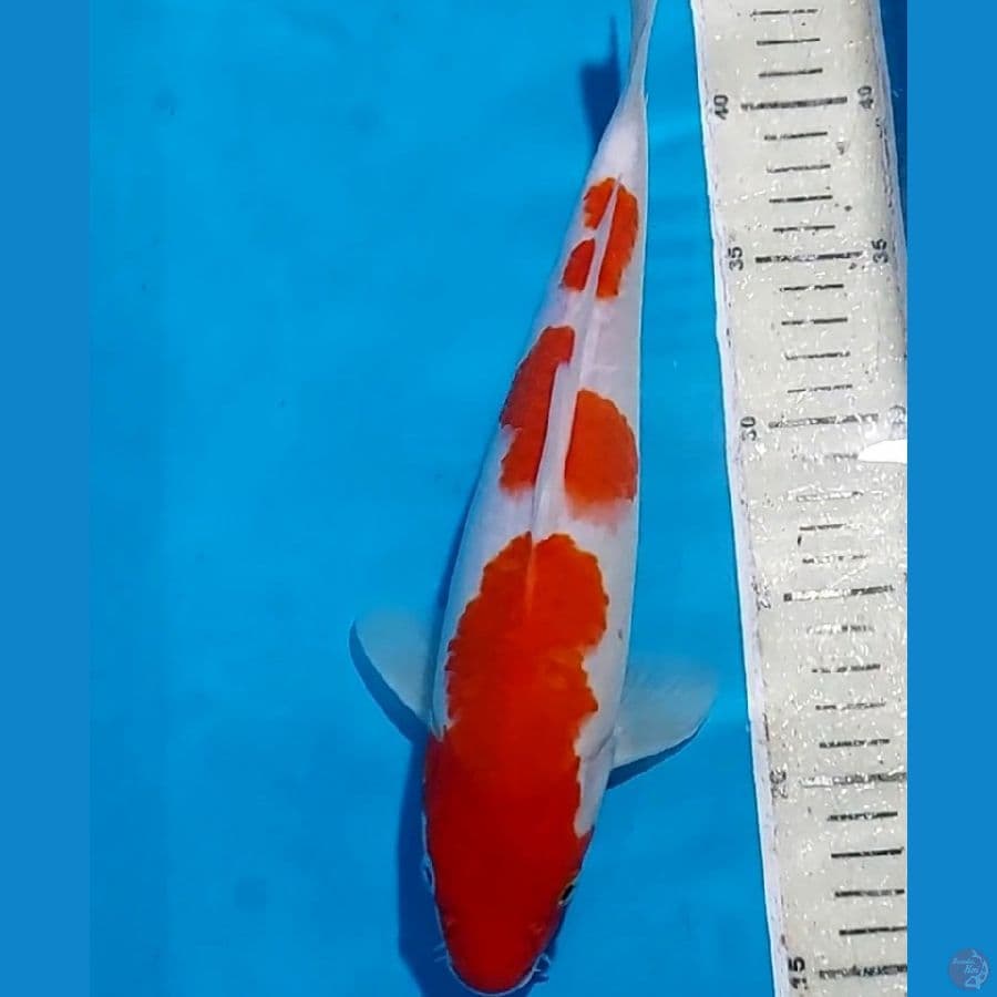 KOHAKU 29 CM