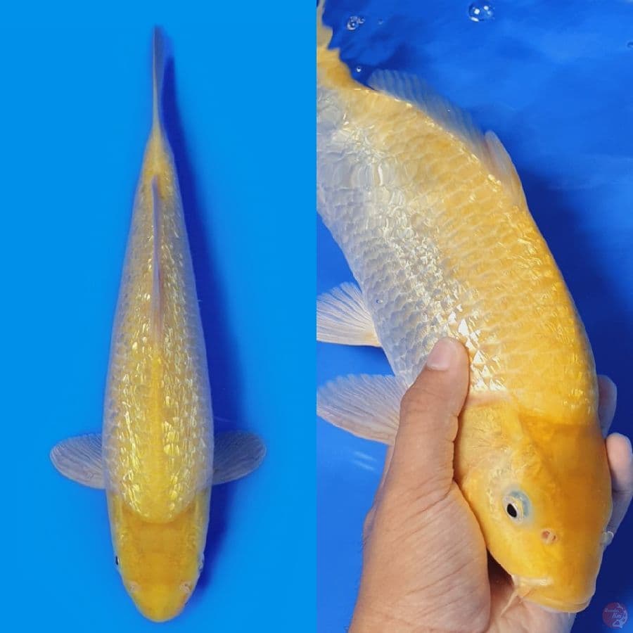 Karasi 32cm full ginrin kualitas show, Male