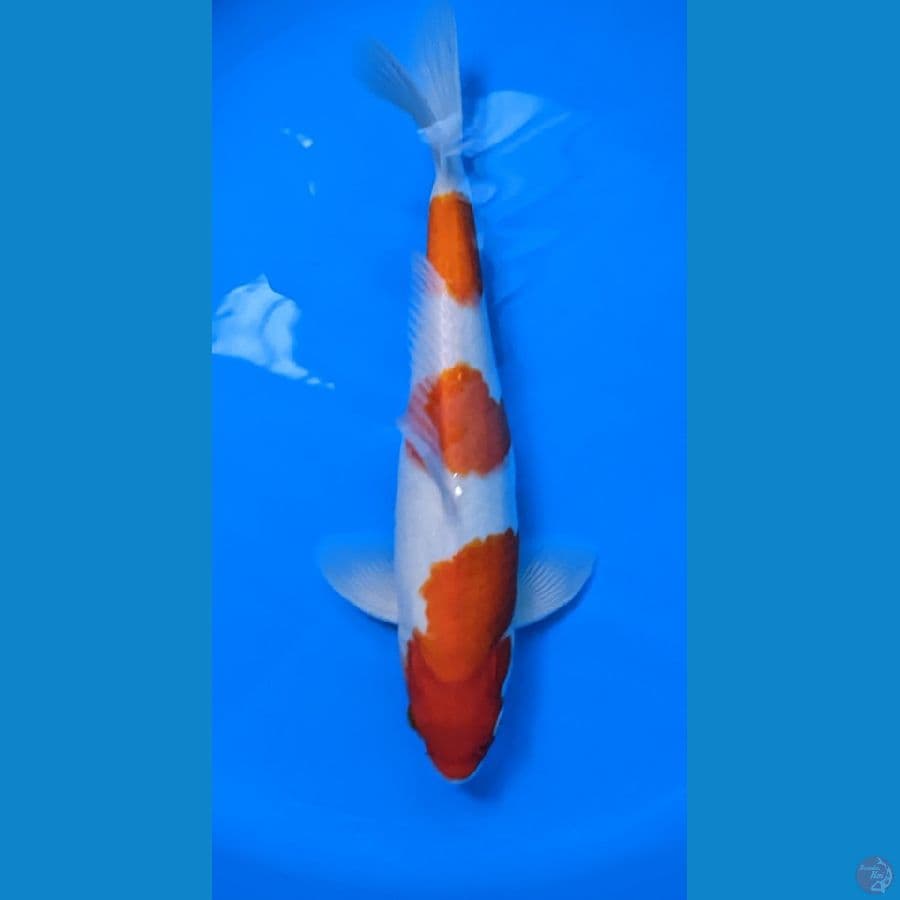 Kohaku 33