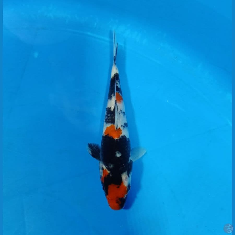Tategoi Showa 17 CM