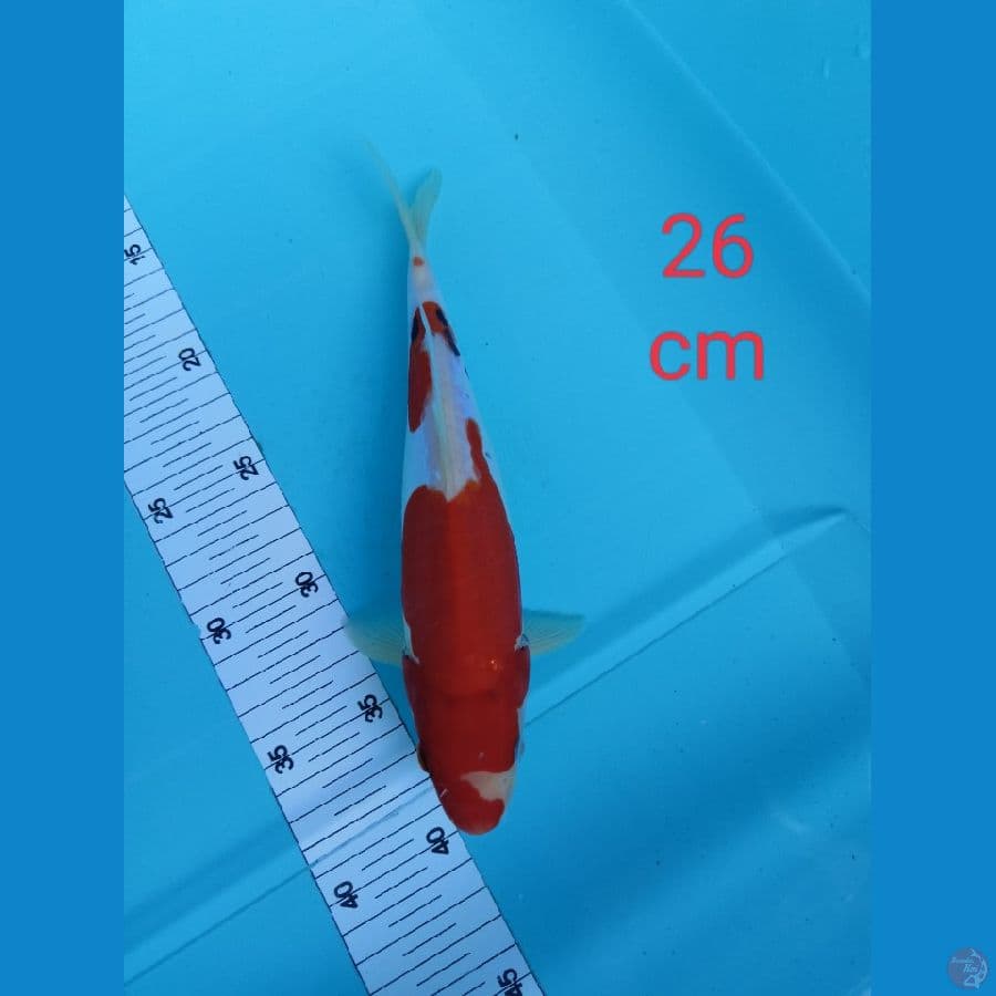 Benykumon 26 cm