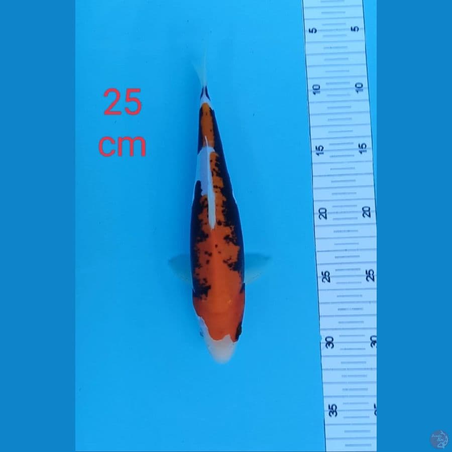 Benykumon putih 25 cm