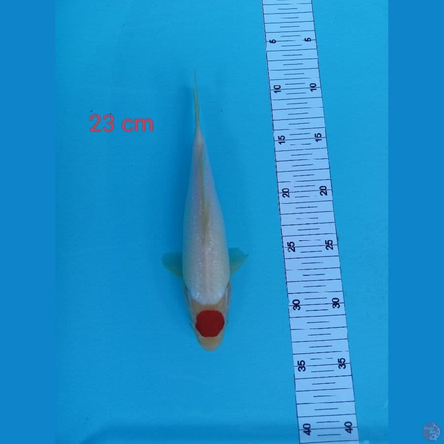 Tanco strong 33 cm