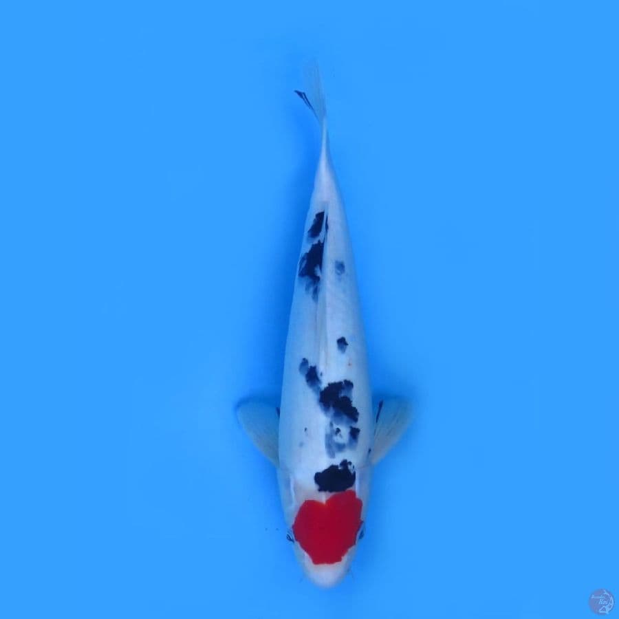 35cm - Tancho Sanke Male