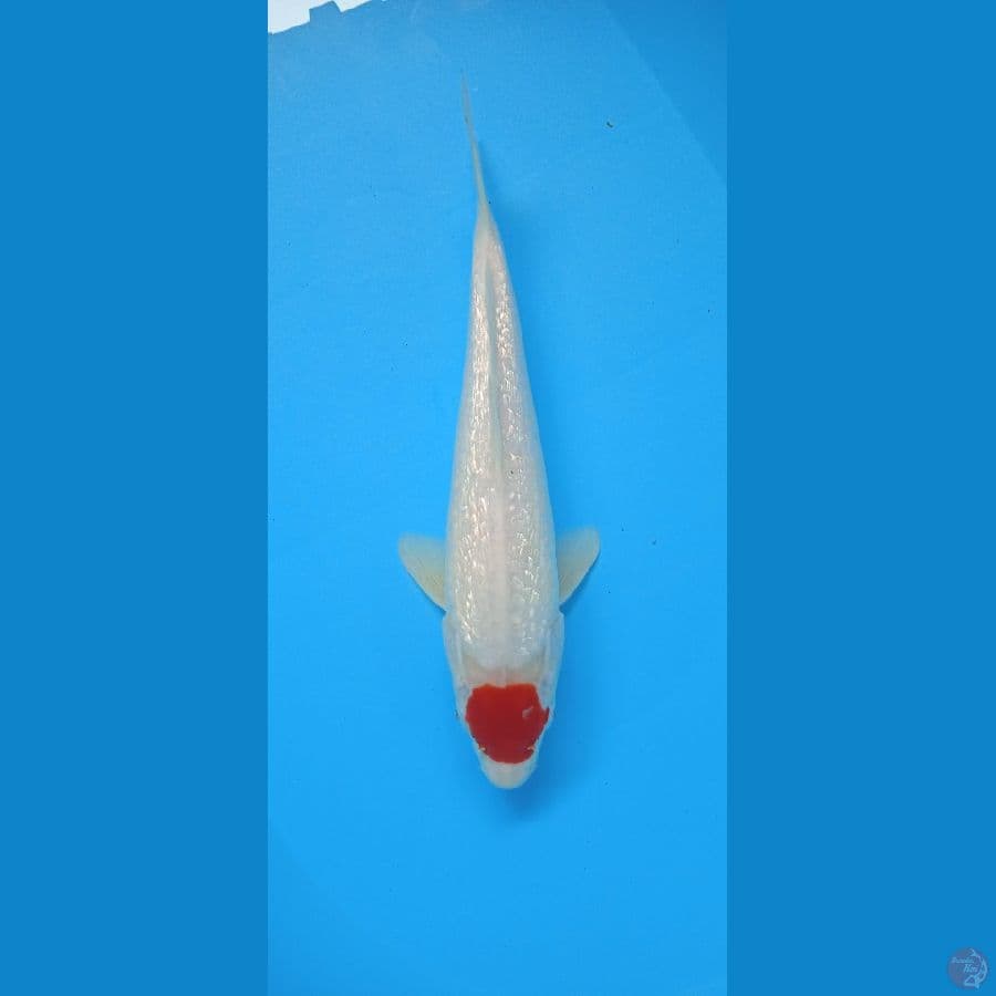 tancho original 33 cm full gindrin