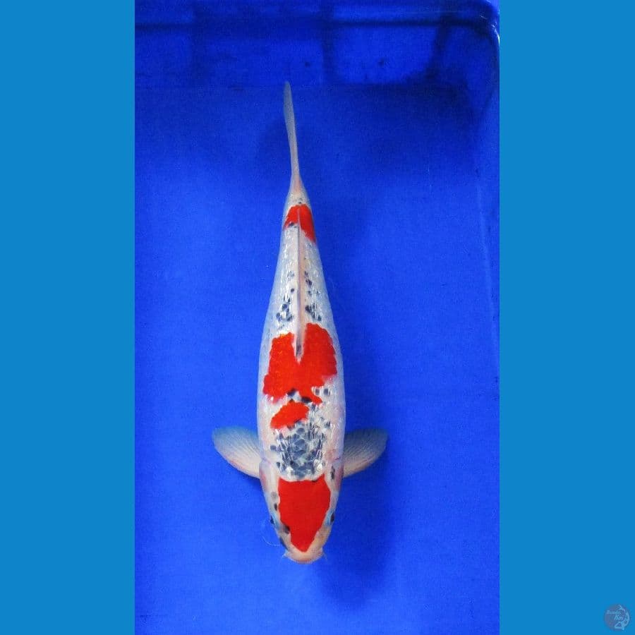 goshiki ginrin 40bu jantan