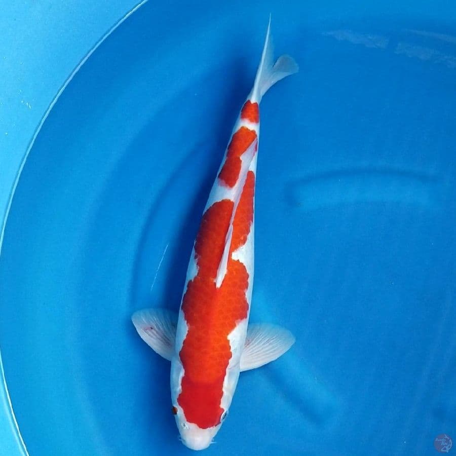 INAZUMA KOHAKU 45 CM MALE