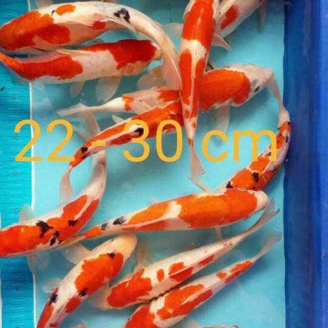 Mix 22-30