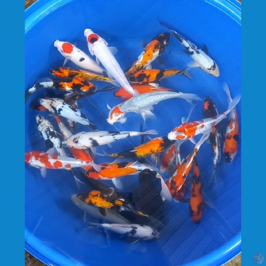 mix 24-34cm 30 ekor