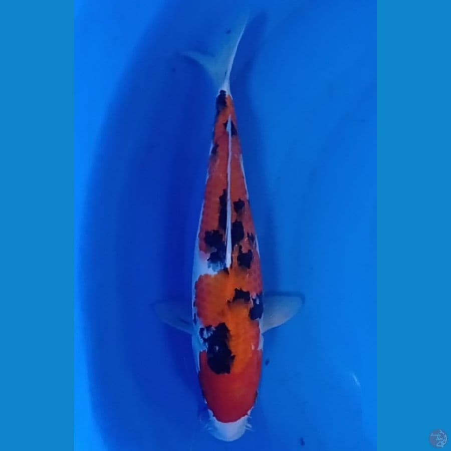 sanke 35 cm ori