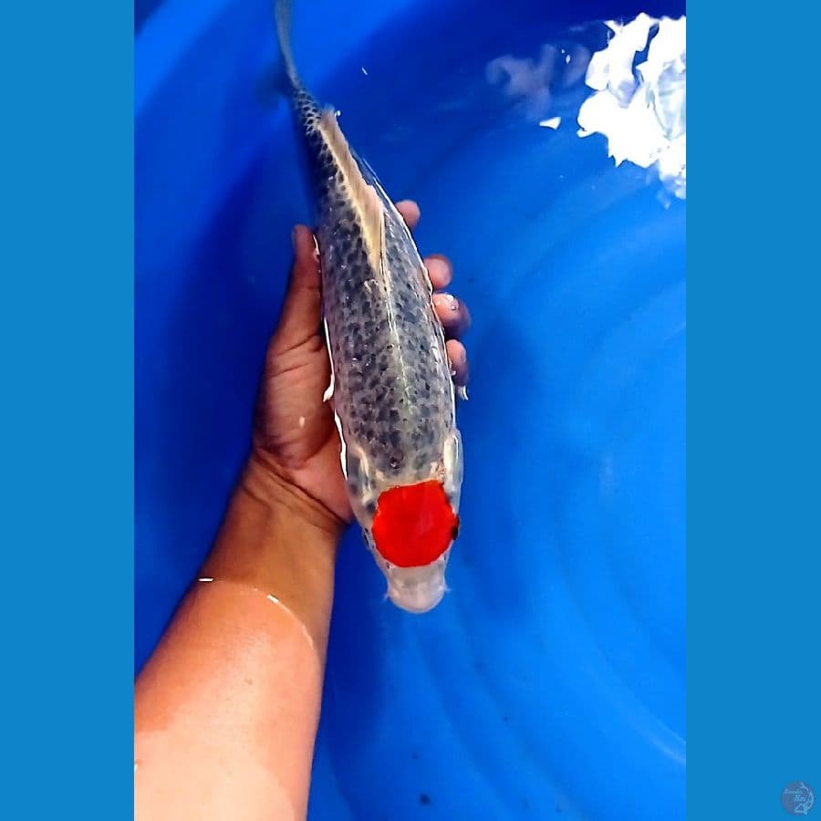 TC gosiki ori 35 cm ori