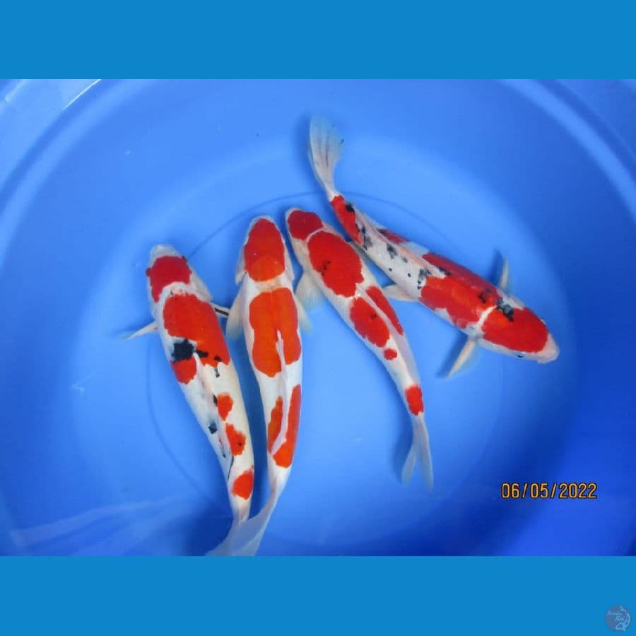 MKC KOI GRUB