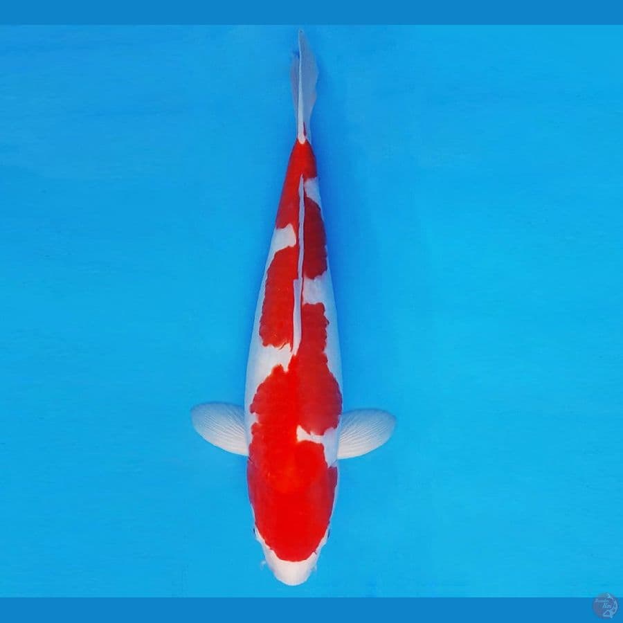 MUSASHI 2 ~ INAZUMA KOHAKU 33 cm/fm ™