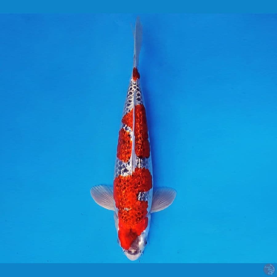 MUSASHI 6 ~ GOSHIKI GIN RIN 30 cm/male ™