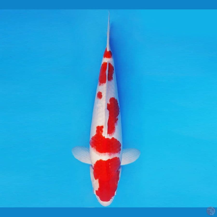 MUSASHI 7 ~ KOHAKU 39 cm/male ™