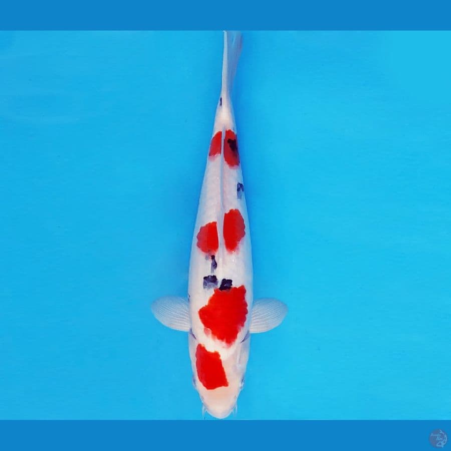 MUSASHI 8 ~ SANKE 32 cm/male ™