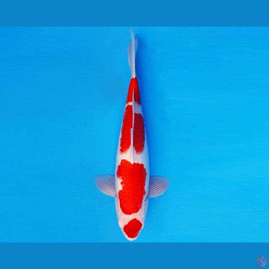 MUSASHI 14 ~ KOHAKU 36 cm/male ™