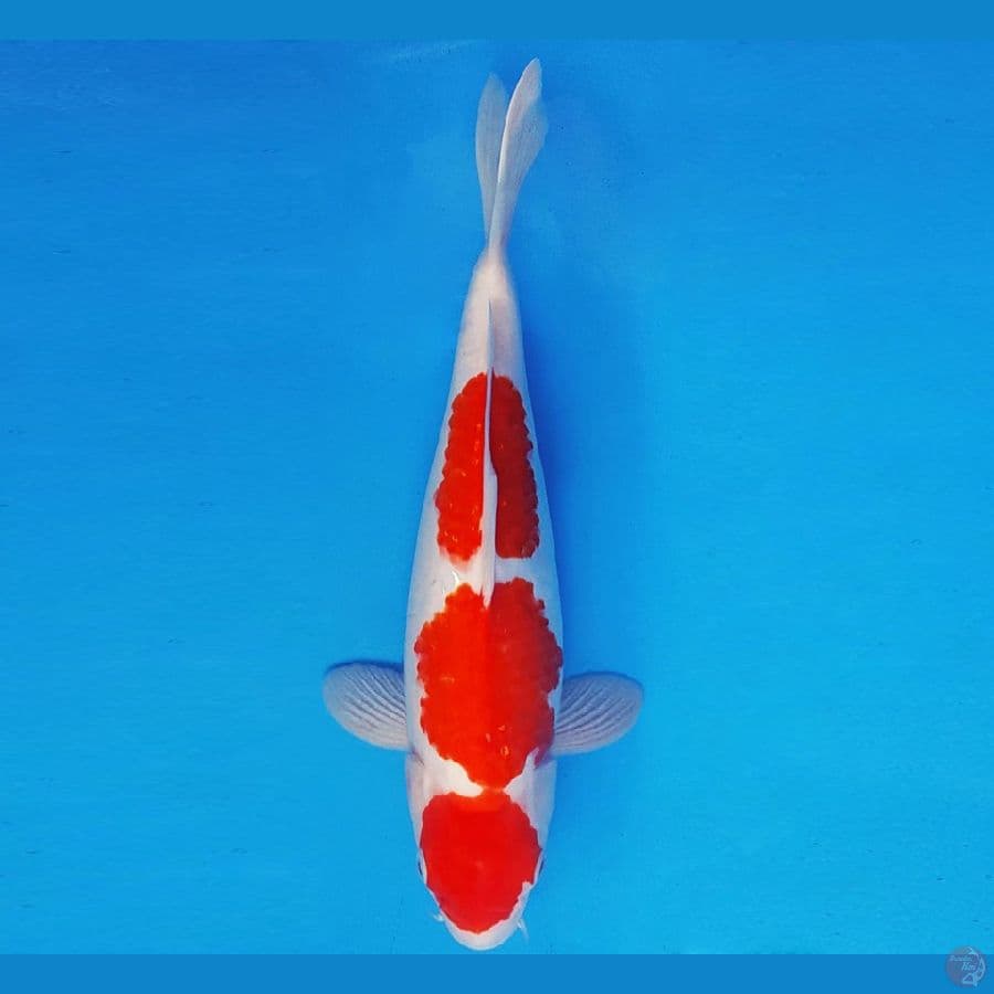 MUSASHI 16 ~ KOHAKU 35 cm/fm ™