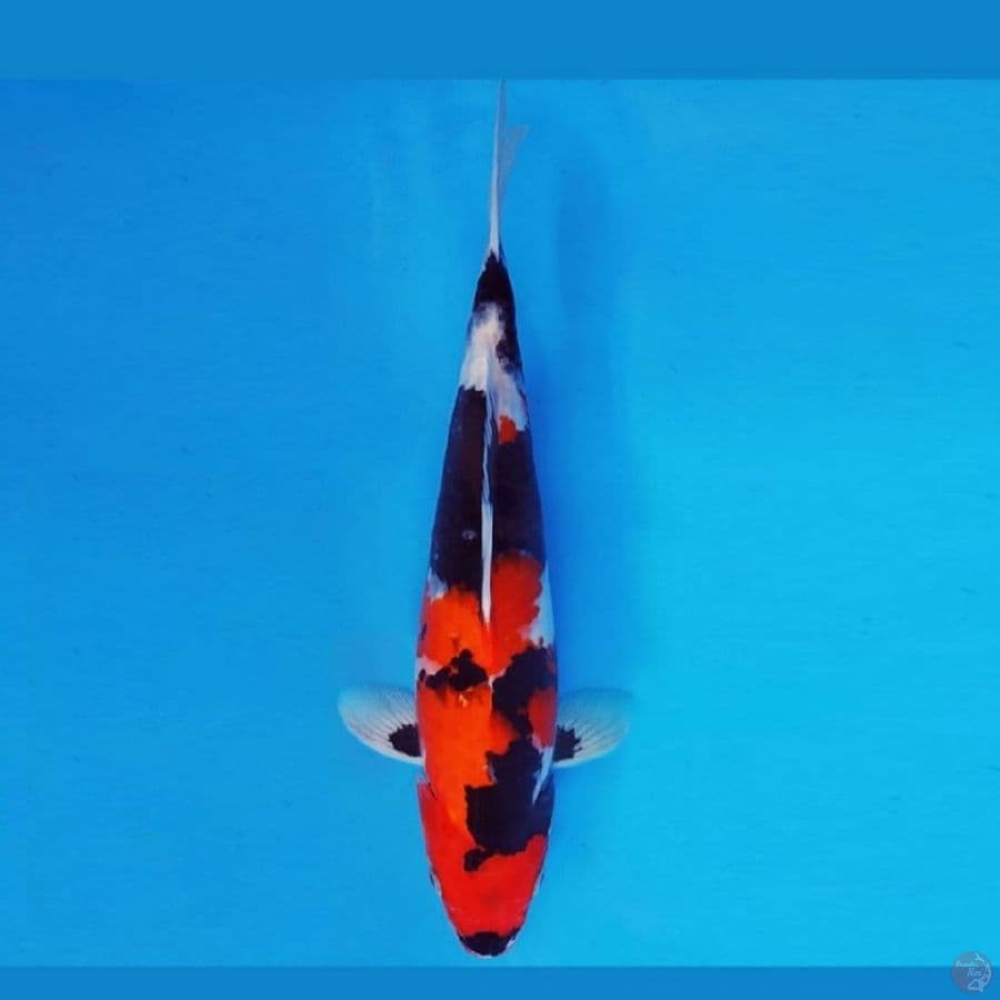 MUSASHI 17 ~ SHOWA 33 cm/fm ™
