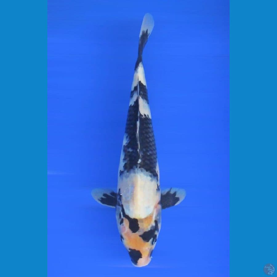 shiro ±30cm