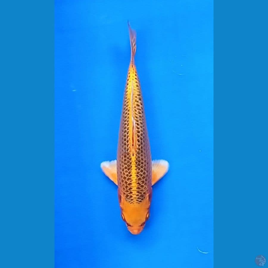 kin matsuba 25 cm