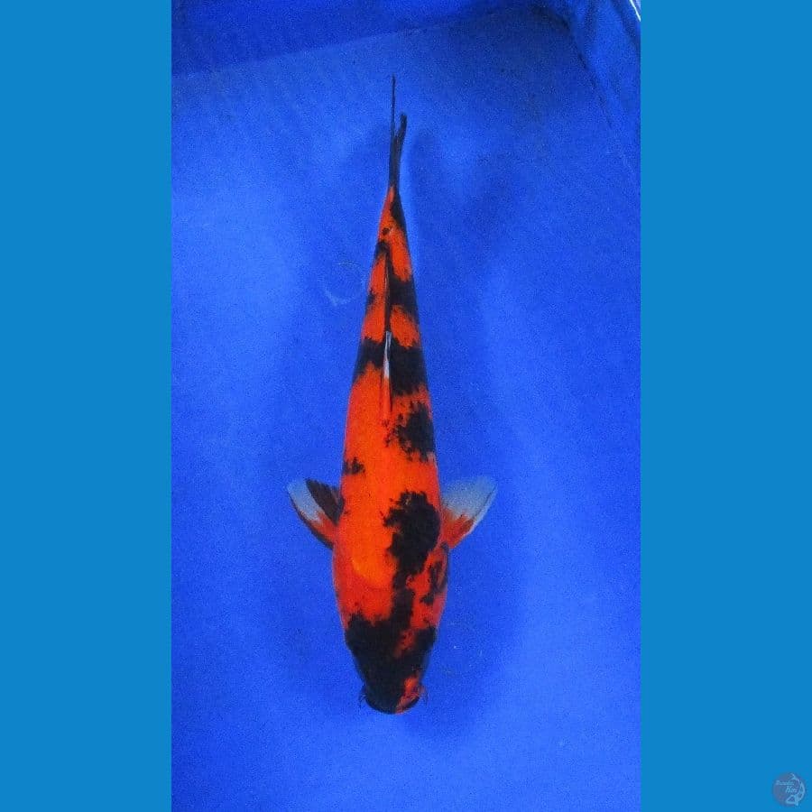 hiu ±37cm