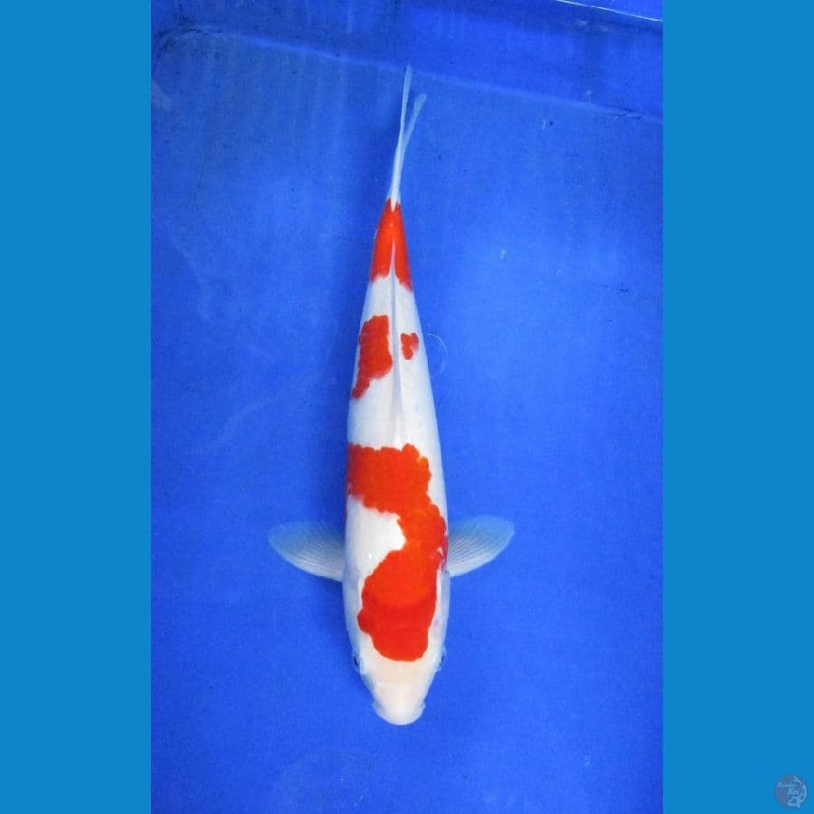 kohaku ±34cm jantan