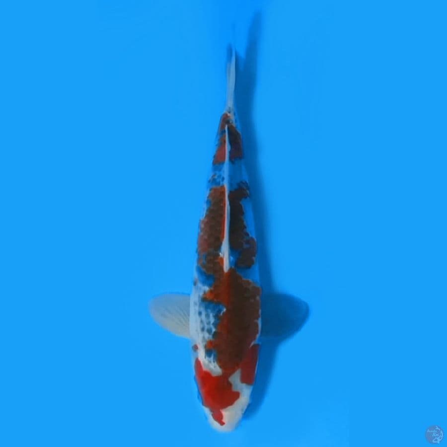 GOSHIKI CALON JUMBO 37cm ~MALE