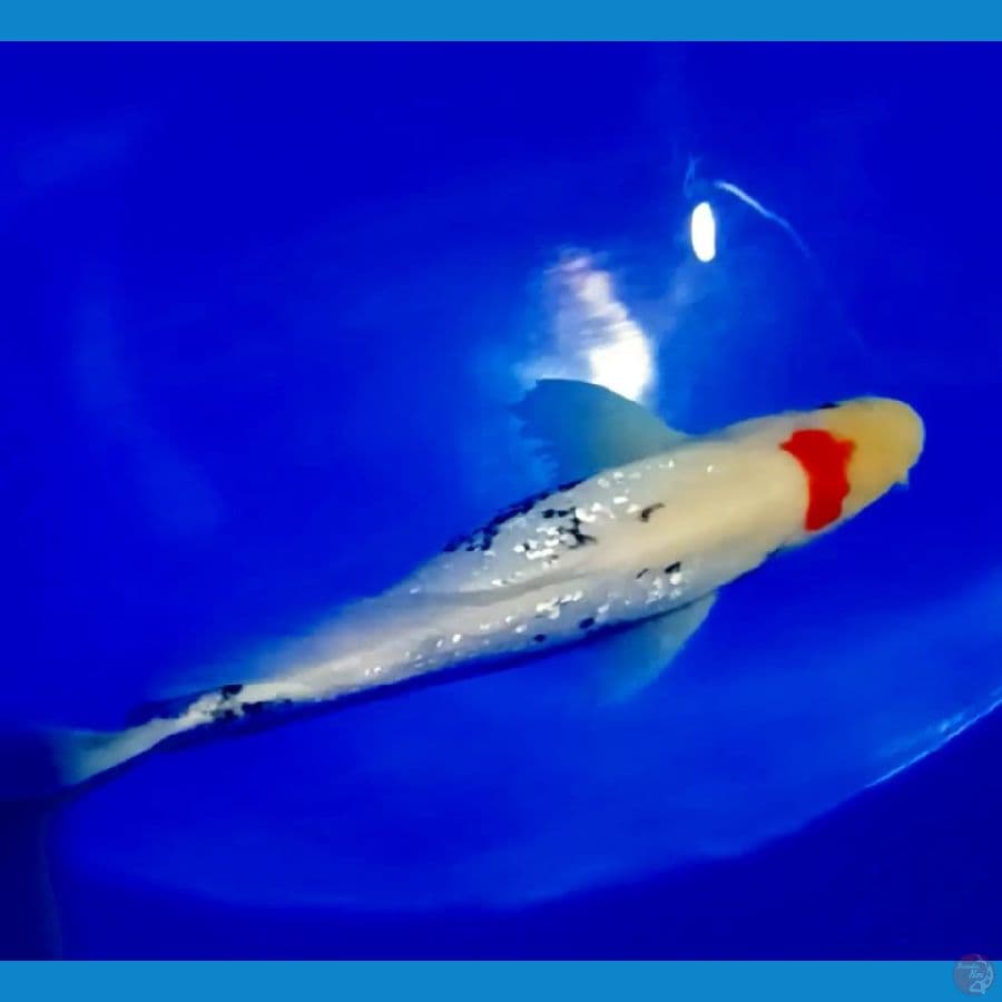 beni kumonriyu 36 cm male