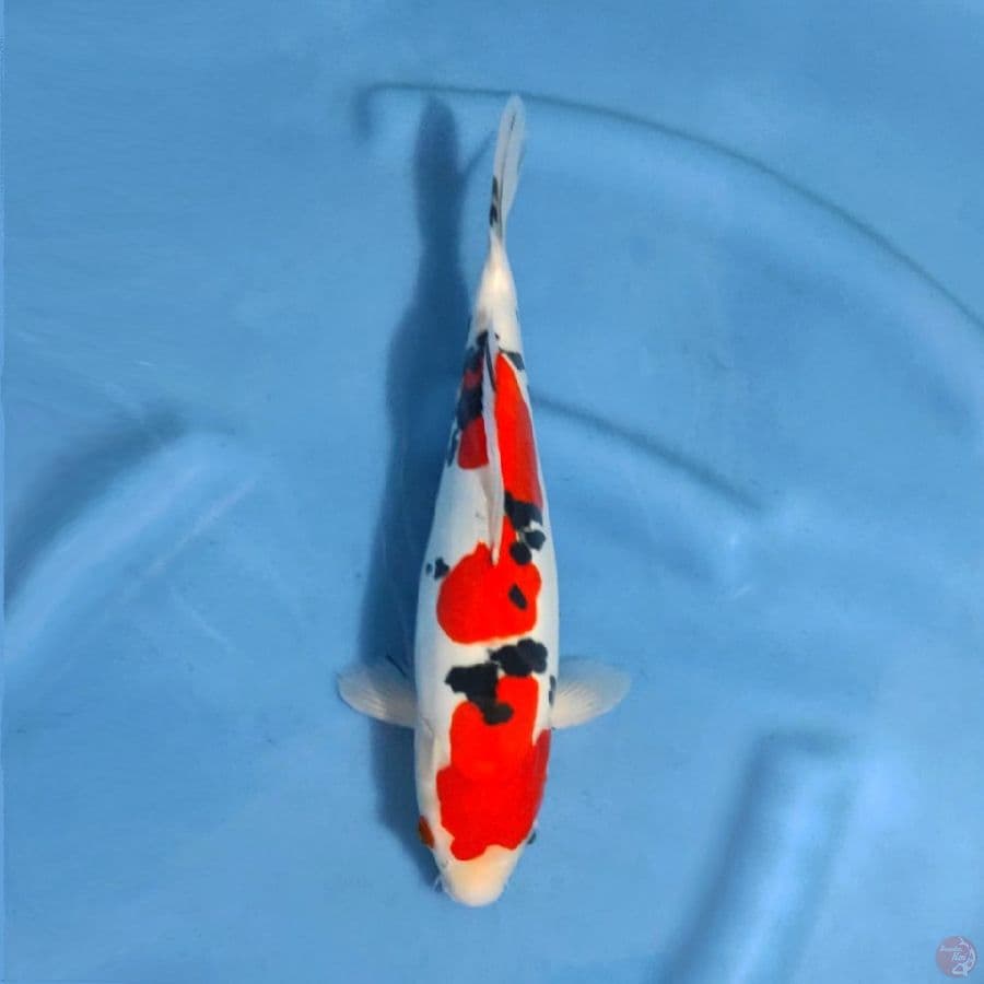 3.32cm Ready show Doitsu murni sanke
