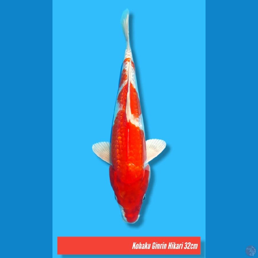 KOHAKU HIKARI / FEMALE / 32cm