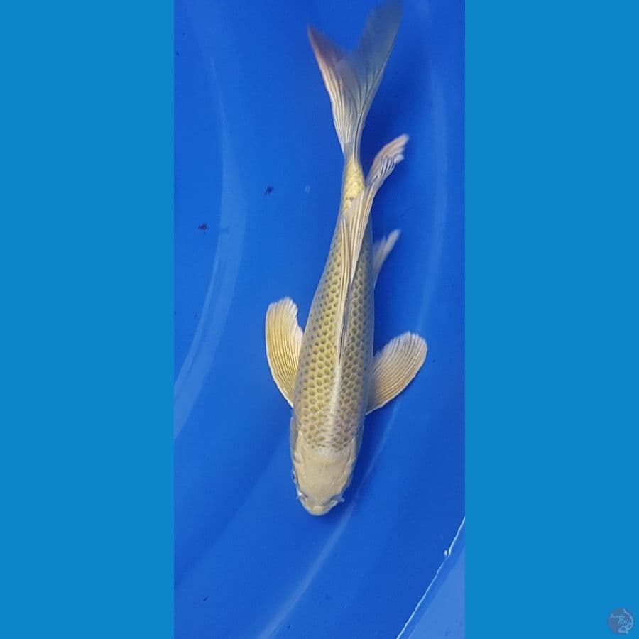 mukashi ogon 29cm