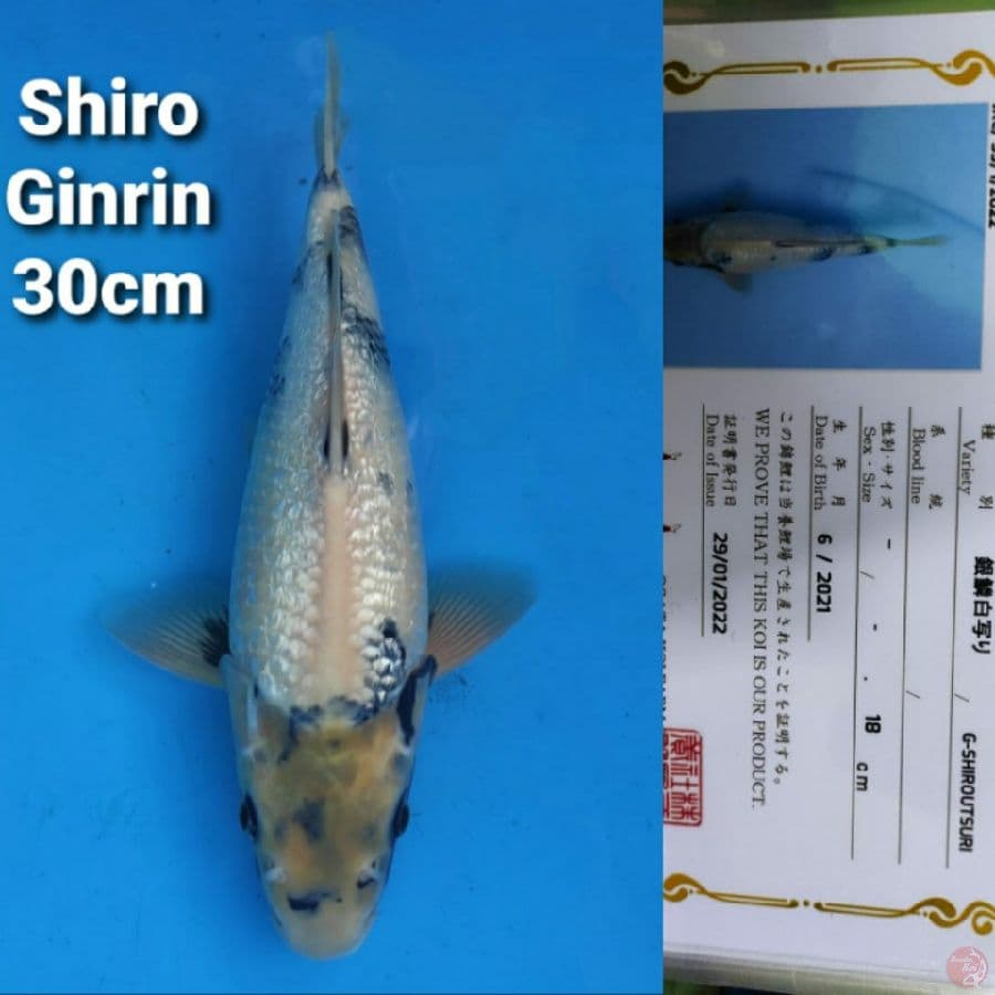 OGATA SHIRO GINRIN 30CM