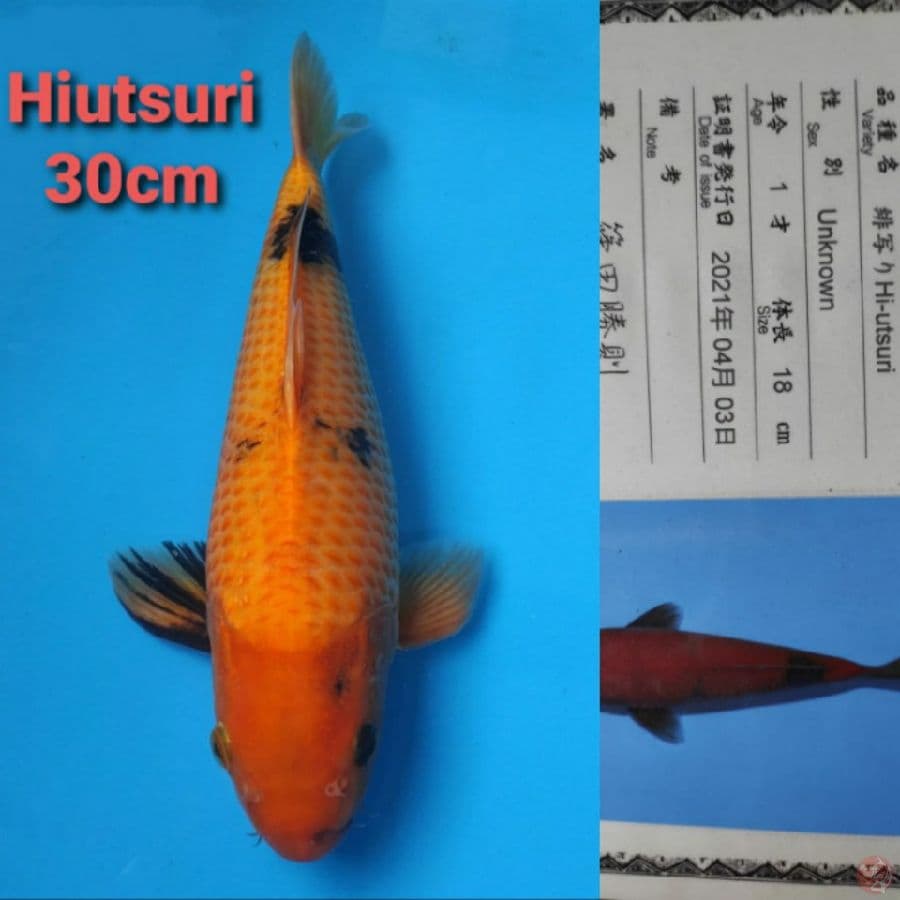 SHINODA HIUTSURI 30CM