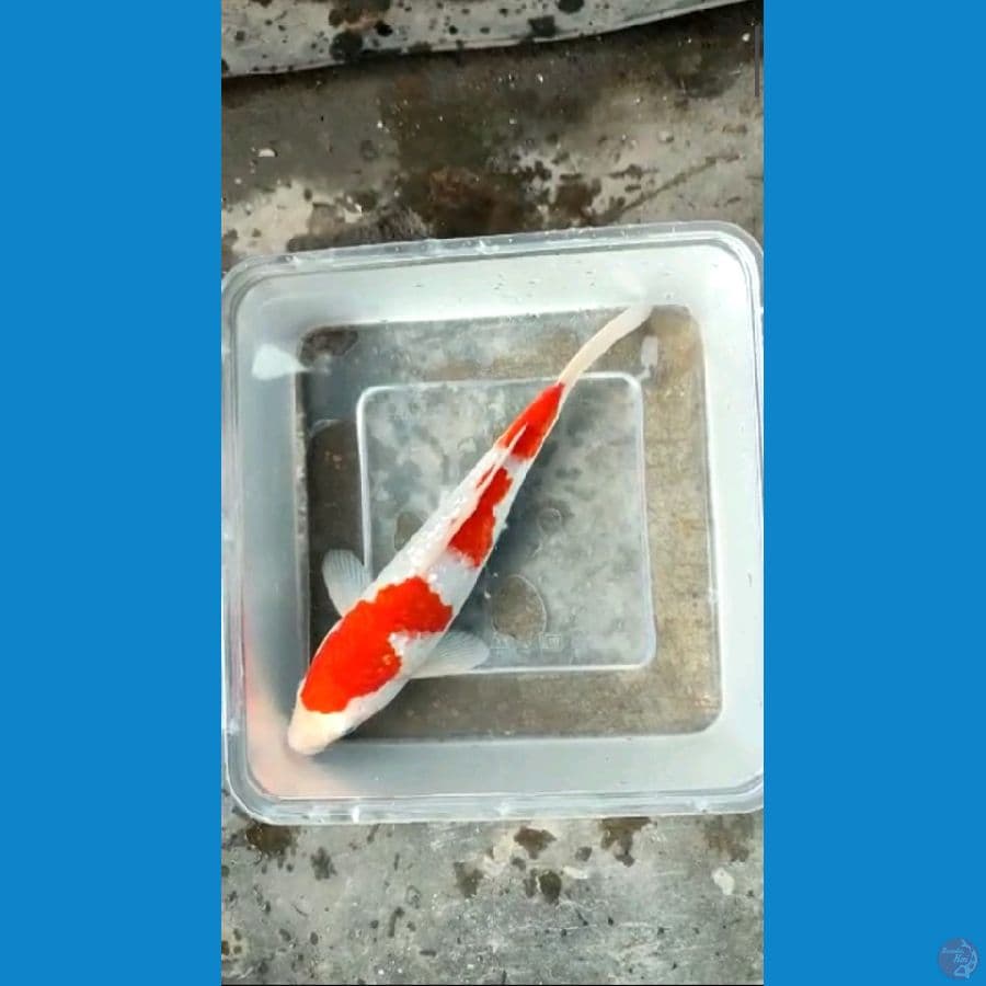Kohaku GINDRIN BAHAN~ 20CM