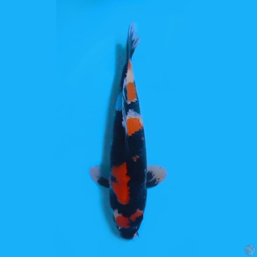 SHOWA 27CM - MALE
