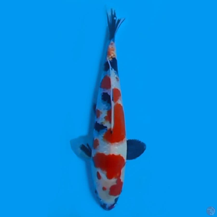 KINDAI SHOWA 32CM - FEEMALE