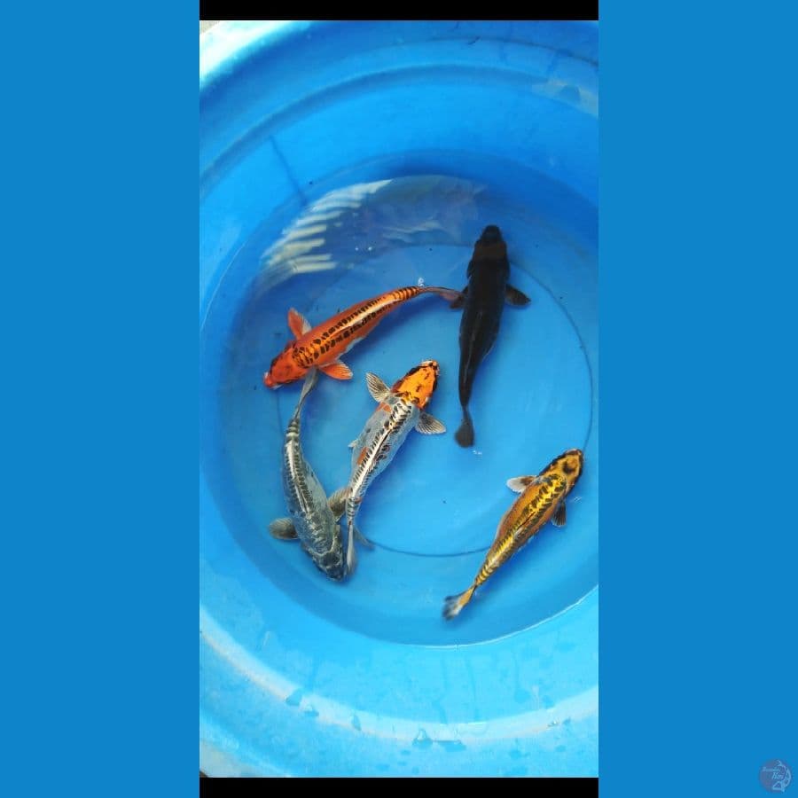 mix antik 22-27 cm