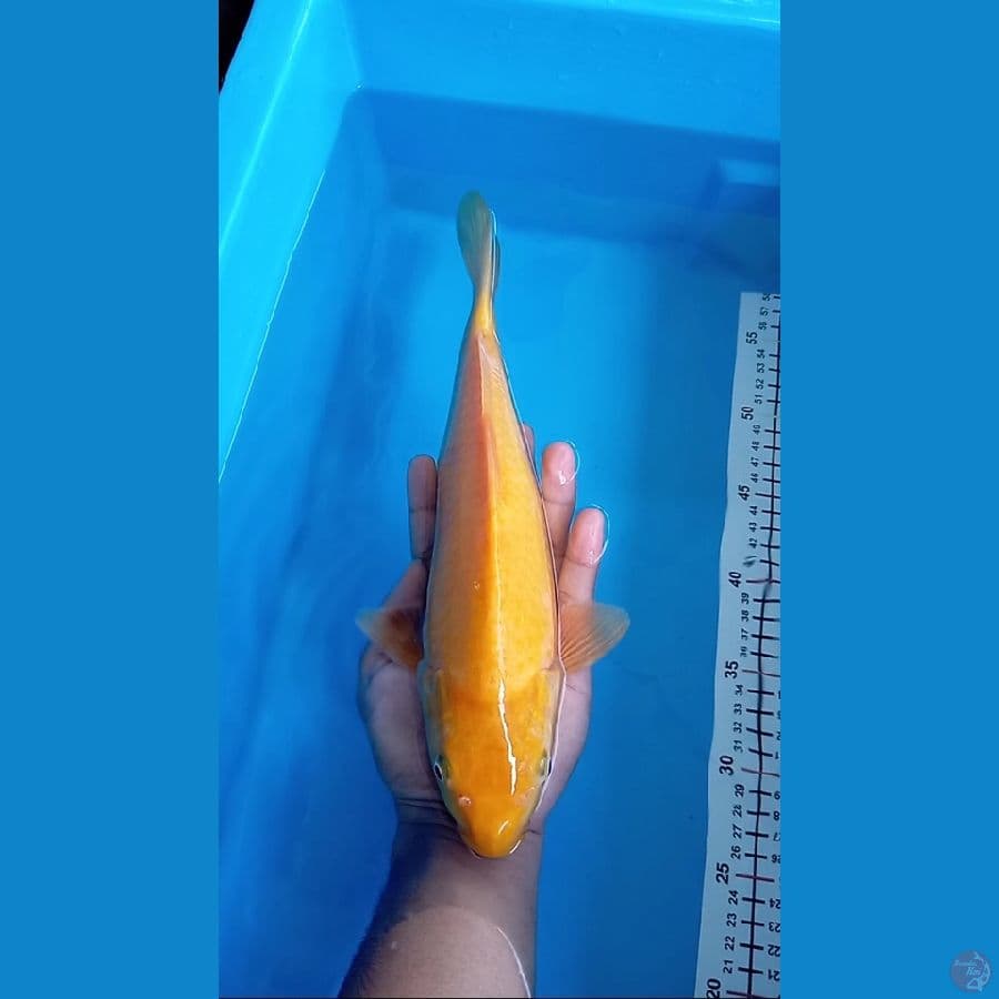 Karasi Lemon - 30cm Male