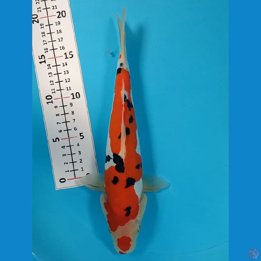 SENTAKU 1 ~ DOITSU SANKE SQ 27CM/FM