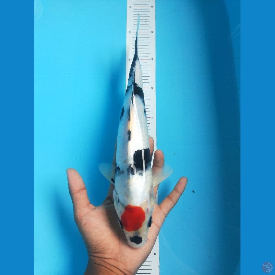 Tancho Showa 30 cm